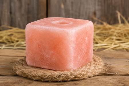 animal licking salt